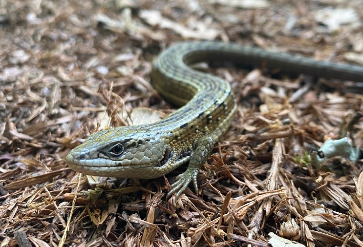 Northern Alligator Lizard